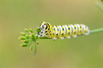 swallowtail caterpillar eating macro