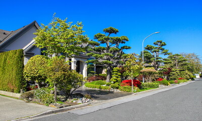 Fototapeta na wymiar Residential District in Richmond City, houses, chinese trees and garden at the front of houses