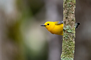 prothonotary warbler portrait