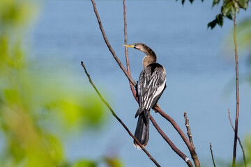 anhinga perched by water