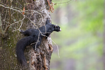 black fox squirrel on tree