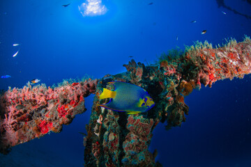 Angel Fish in the caribean