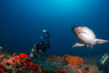 Shark and Underwater Photographer