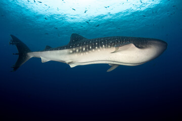 Fototapeta premium Gentle giant of the ocean