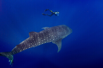 Whale shark and the free diver