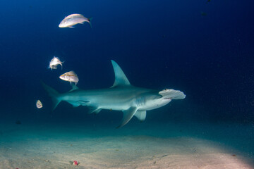 Obraz premium Hammer Head in Florida