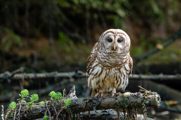 barred owl perched on log