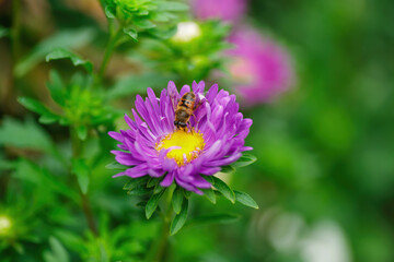 bee in an open flower collecting pollen