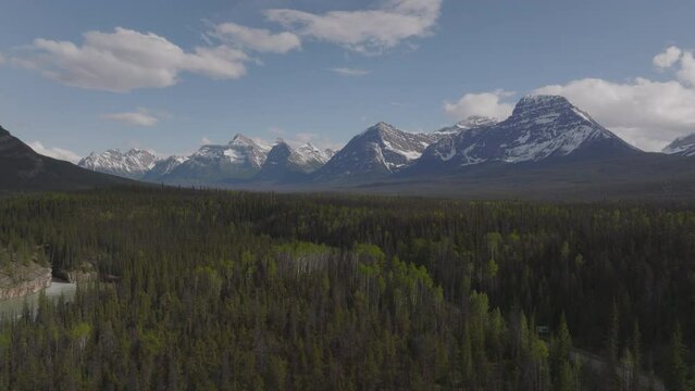 The green of the pines contrasts with the blue sky behind Canadian Rockies