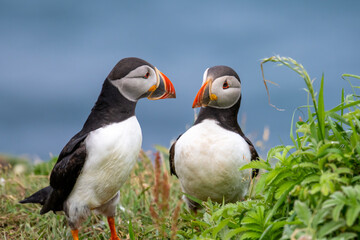 atlantic puffin mating pair looking at each other