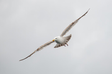 juvenile seagull in flight