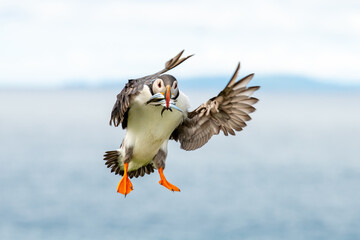atlantic puffin landing with fish
