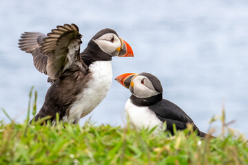 atlantic puffin mating pair facing each other