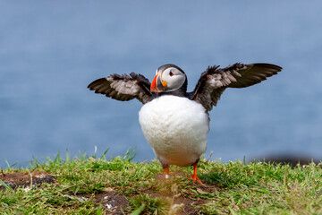 atlantic puffin chest out wings out