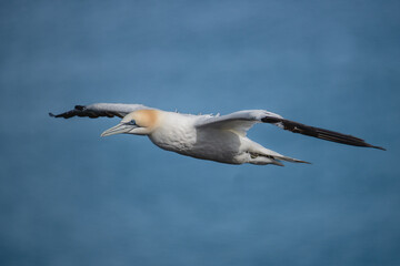 northern gannet in flight over blue ocean