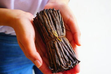 Close up of vanilla beans held by woman's hands after harvest