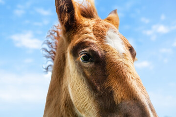 Portrait of a foal, close-up of the head of a young horse.