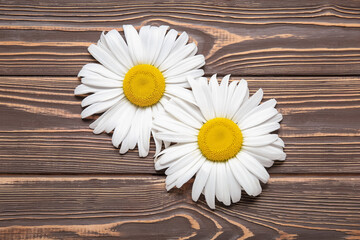 Fresh chamomile flowers on wooden background