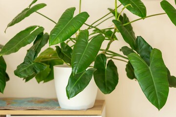 Philodendron Burle in a pot on the windowsill . Stylish green big leaves. Modern room decor, interior. Lifestyle, Still life with plants. close up  © Natali