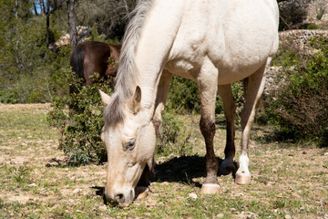 The horse walks in the meadow and hisses the grass. Stallion food