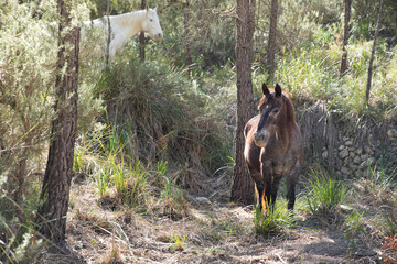 Pair of horses in the natural environment. Horses in the mountains