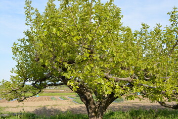 Fototapeta na wymiar 青葉が芽吹いた柿の木