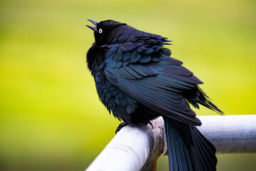 blackbird puffed up