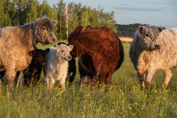 Herd of Galloway cattles with calfs are grazing at Lielupe coast in Riga, Latvia. Cows save...