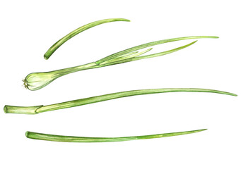 Obraz na płótnie Canvas Young green onion isolated on white background. Watercolor illustration. For product design, packaging, cuisine, ingredient and condiment.