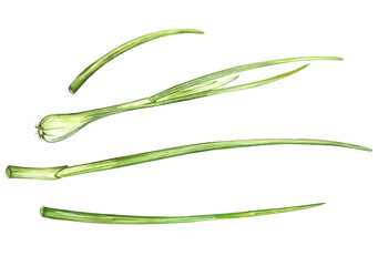 Young green onion isolated on white background. Watercolor illustration. For product design, packaging, cuisine, ingredient and condiment.