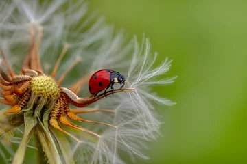 Gordijnen Macro shots, Beautiful nature scene.  Beautiful ladybug on leaf defocused background © blackdiamond67