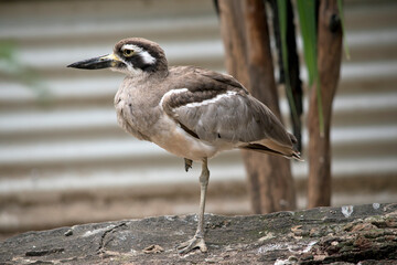 this is a side view of a  beach stone curlew