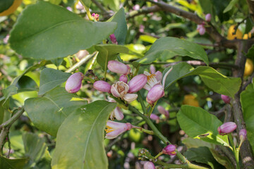 lemon flowers starting to bud