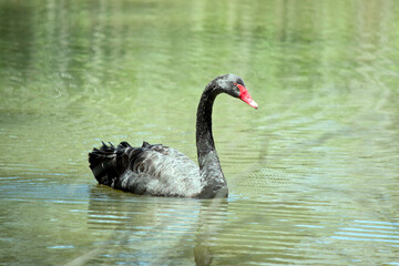 Fototapeta premium the black swan is swimming in the water