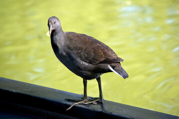 the bush hen is walking on a peir