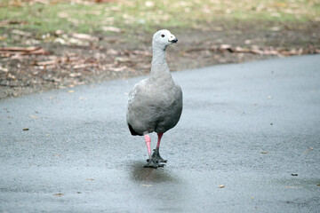 the cape barren goose is walking on a path