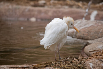 the cattle egret is near the water