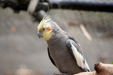 the cockatiel's plumage is mostly grey, paler below, with a white wing patch, orange cheeks and a distinctive pointed crest.