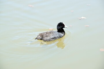 the eurasian coot is swimming in the lake