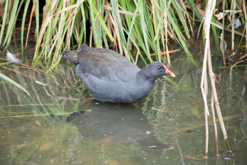 the dusky moorhen is wading in the water