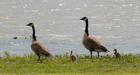 Family of Geese at a Pond