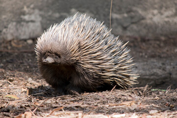 the short nosed echidna is smelling the air in an attempt to find food