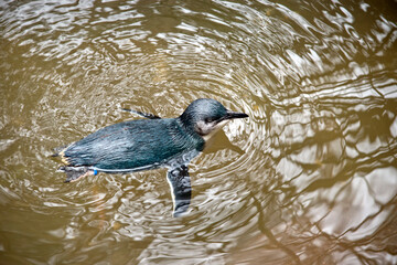 the fairy or little penguin is swimming in the ocean