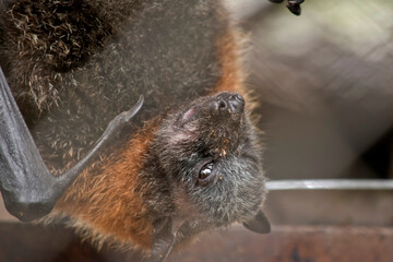 Bats are the only mammals that can fly. Instead of arms or hands, they have wings. The wings have a...