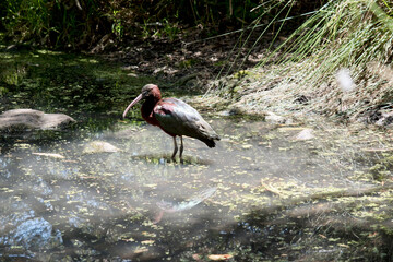the glossy ibis is a Large, long-legged wading bird with a football-shaped body and a long curved bill