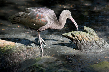 Obraz premium this is a side view of a glossy ibis
