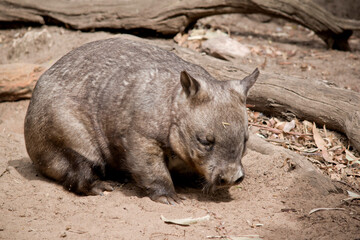 The hairy-nosed wombats have softer fur, longer and more pointed ears and a broader muzzle fringed with fine whiskers then common wombats. 