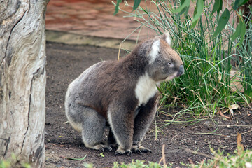the koala is walking between trees looking for food