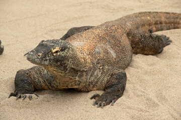 Komodo dragons are large lizards with long tails, strong and agile necks, and sturdy limbs.  Adults are an almost-uniform stone color with distinct, large scales.