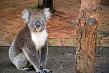 the koala is sitting on the ground getting ready to climb a tree